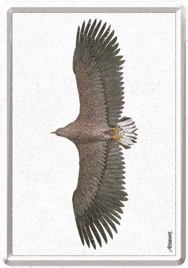 70783 Postikortti Bruun - Eagle